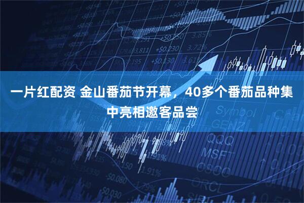 一片红配资 金山番茄节开幕，40多个番茄品种集中亮相邀客品尝